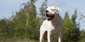 Dogo argentino 612 0 Dogo argentino